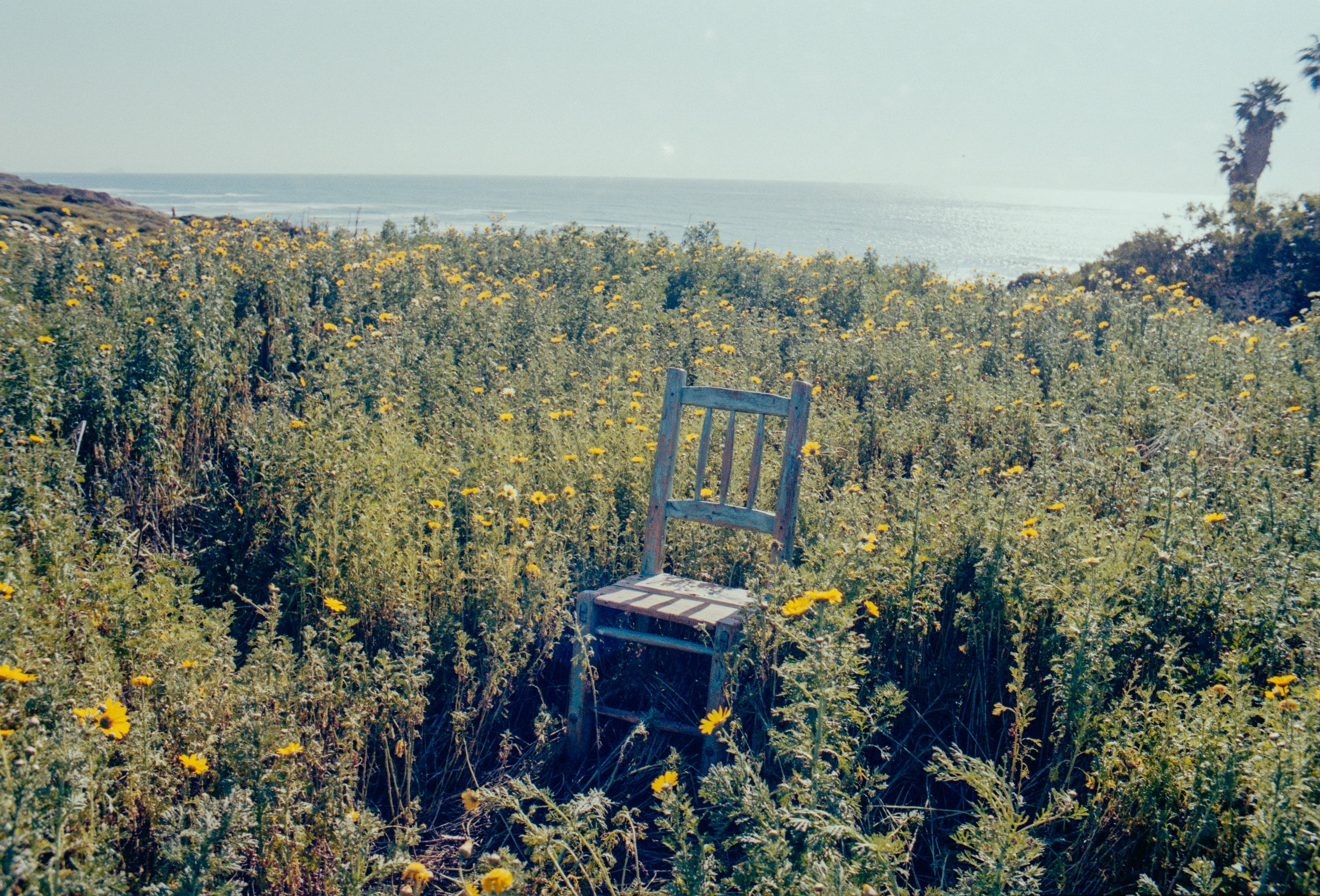 Super Bloom - Spring '26 by Imperfects